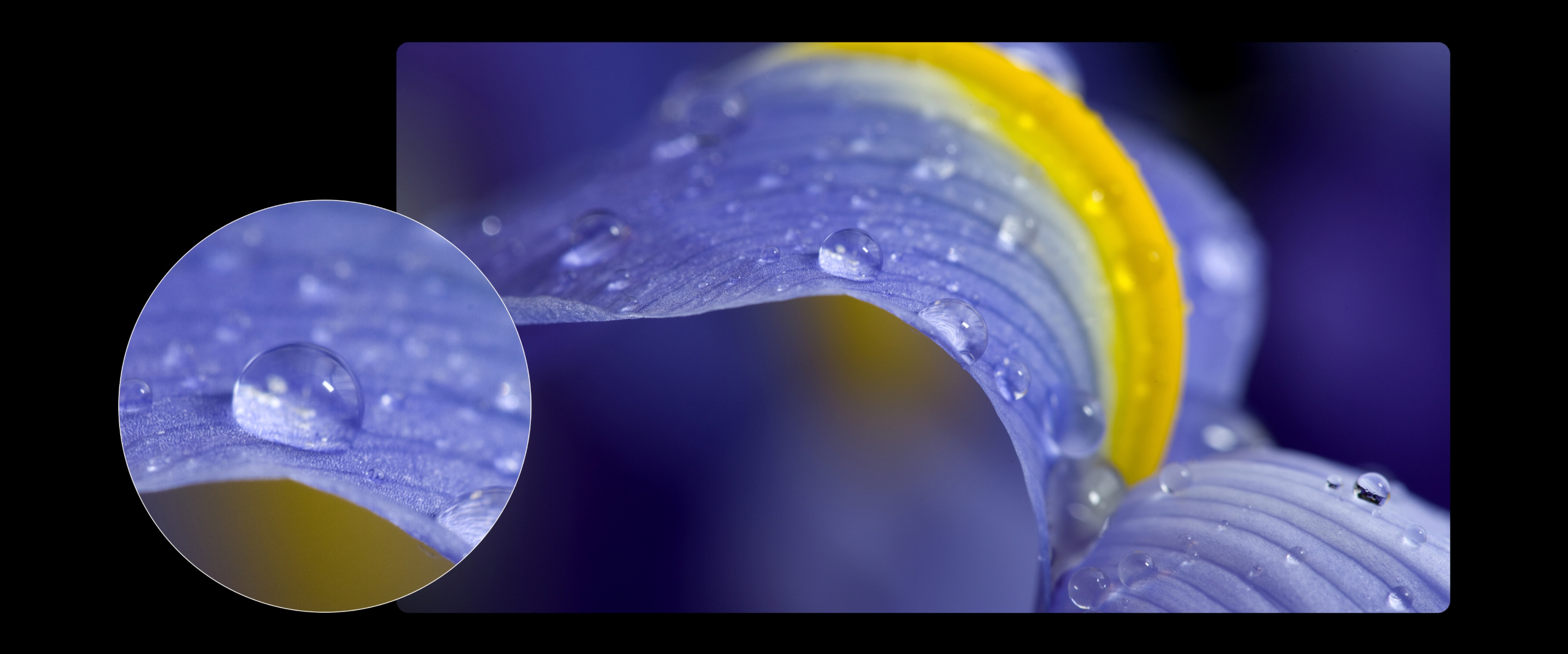 Hisense Infinity H50 - Macro Shot