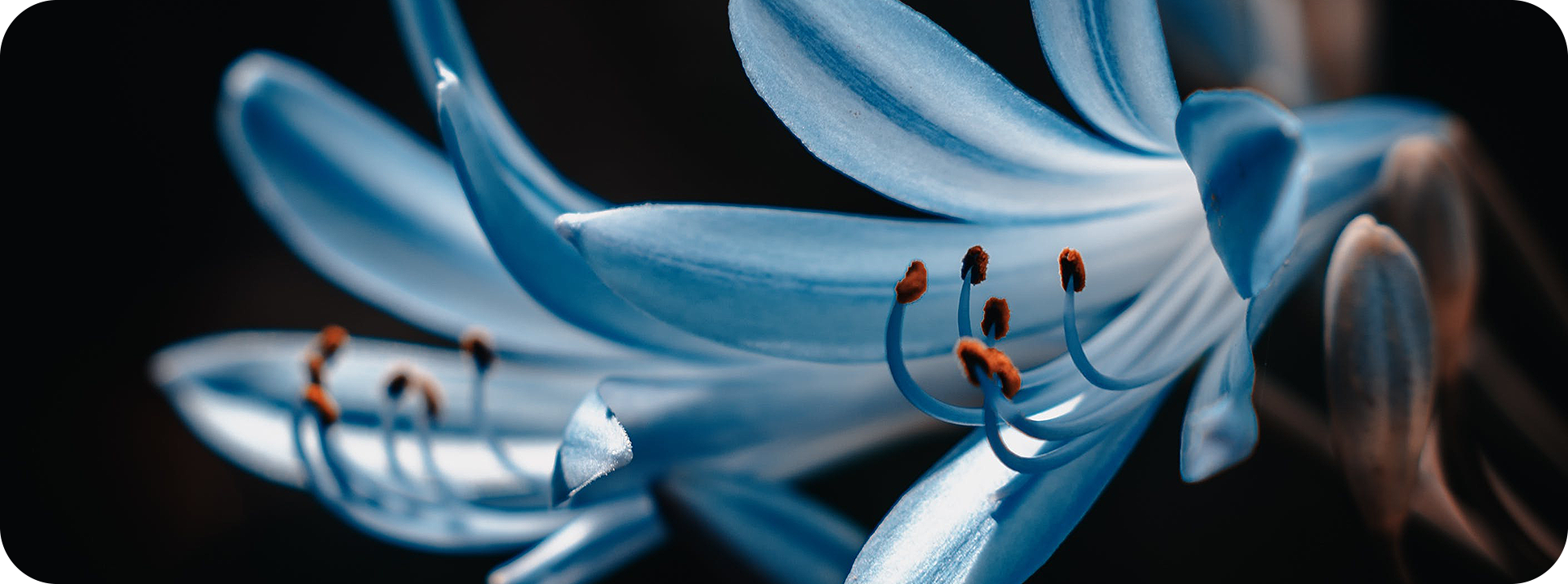 HISENSE INFINITY H60 5G - 4cm Macro Shot