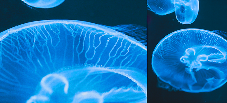 Hisense Infinity H60 SMART - 2MP Macro Camera - mobile