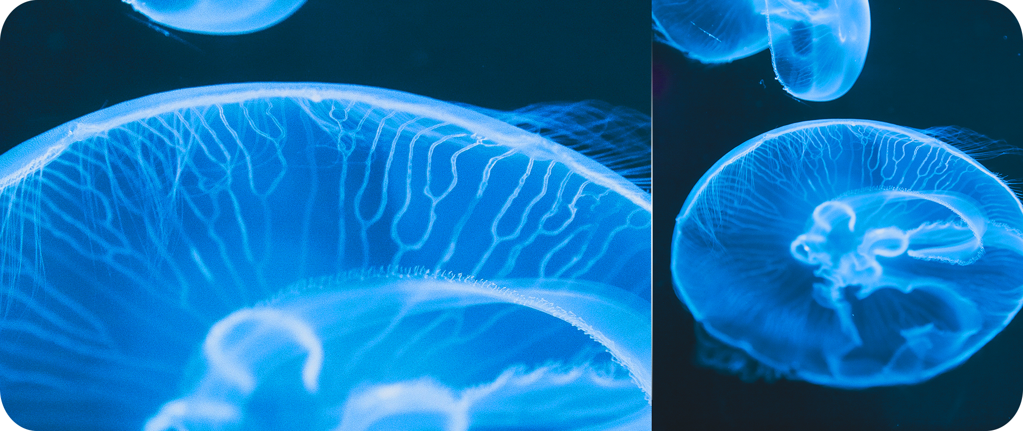 Hisense Infinity H60 LITE - 2MP Macro Camera